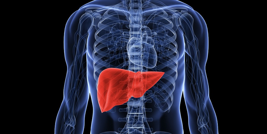 The Mighty Roles of Your Liver You Need to Know