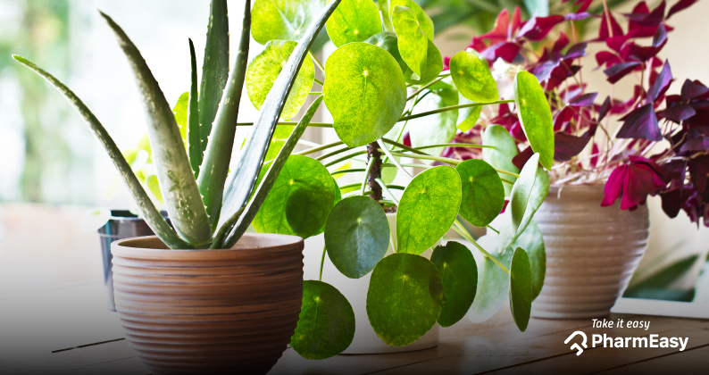 5 Best Indoor Plants For Your Home! - PharmEasy