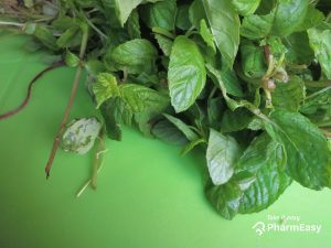 A bunch of mint leaves on table