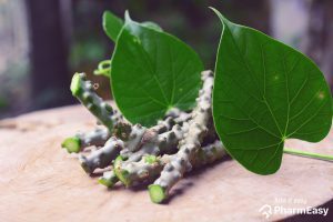 10 Incredible health benefits of giloy plant