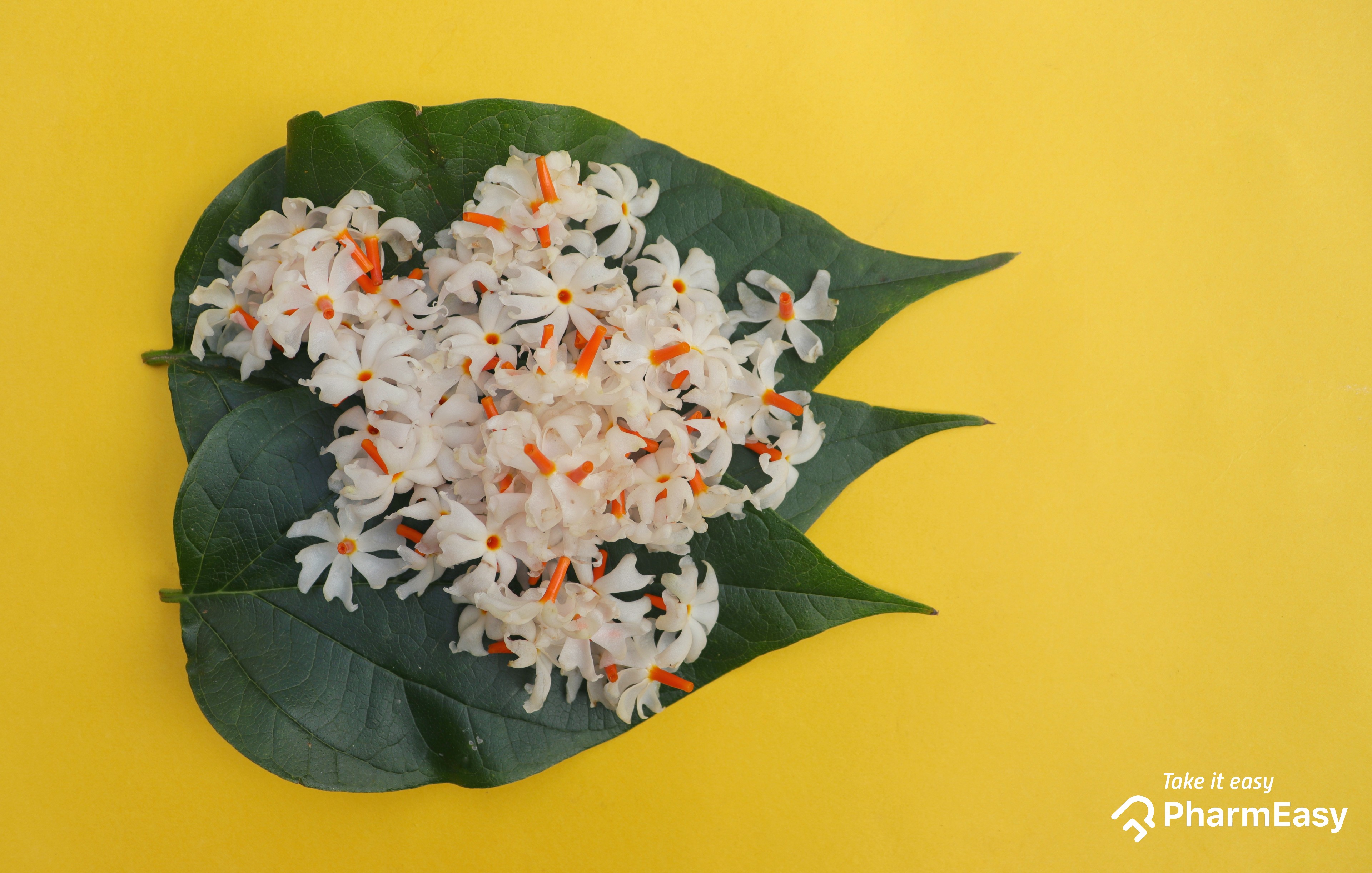 Parijat Leaves and Flowers health Benefits