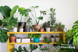 A collection of indoor plants