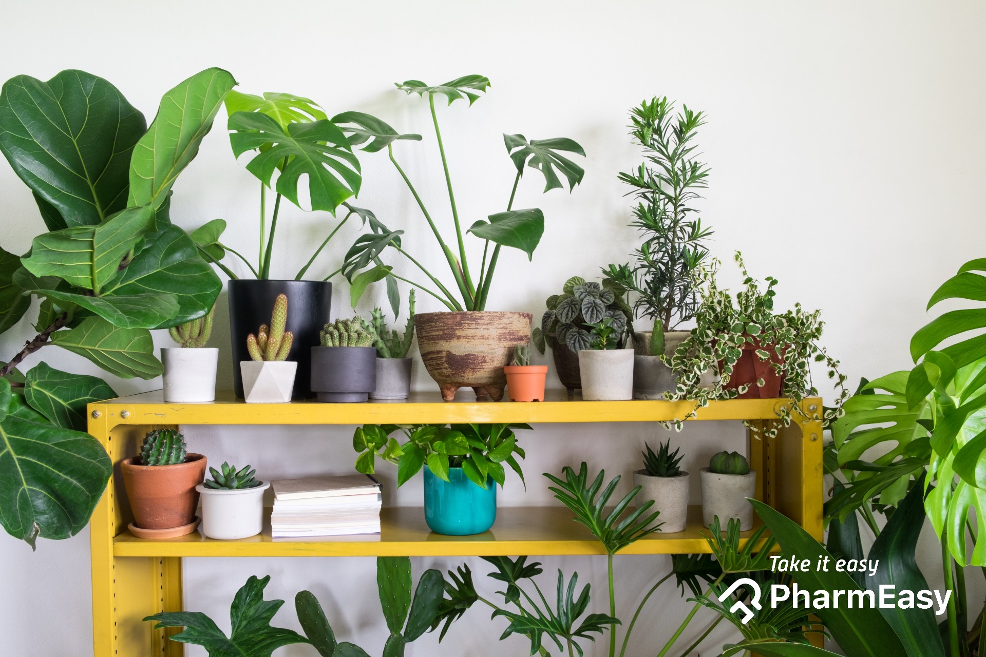 10 Best Lucky Indoor Plants for Your Home! - PharmEasy