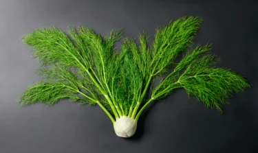 fennel 