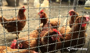 Bird Flu In India: Should You Worry? - PharmEasy
