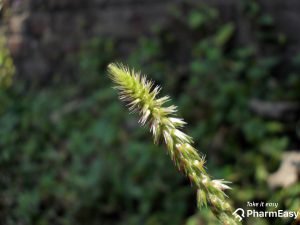 Chaff Flower uses benefits and side effects