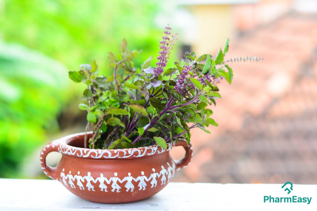 tulsi: uses, benefits, side effects, and more! - pharmeasy blog