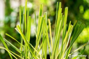 lemongrass benefits