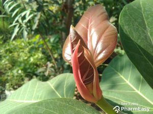 banyan tree health benefits