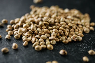 hemp seeds