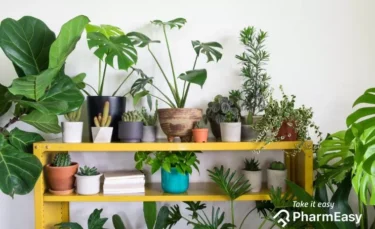 Lucky Indoor Plants for Your Home