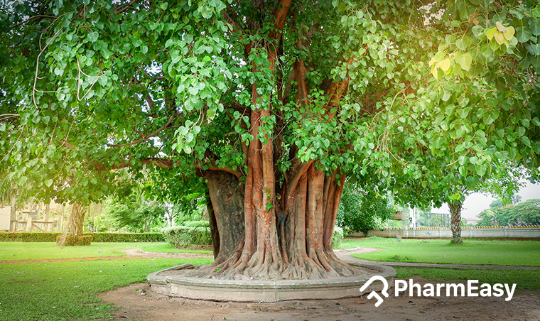Peepal Tree: Uses, Benefits, Side Effects and more! - PharmEasy Blog