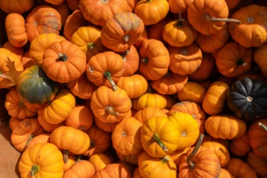 pumpkin
