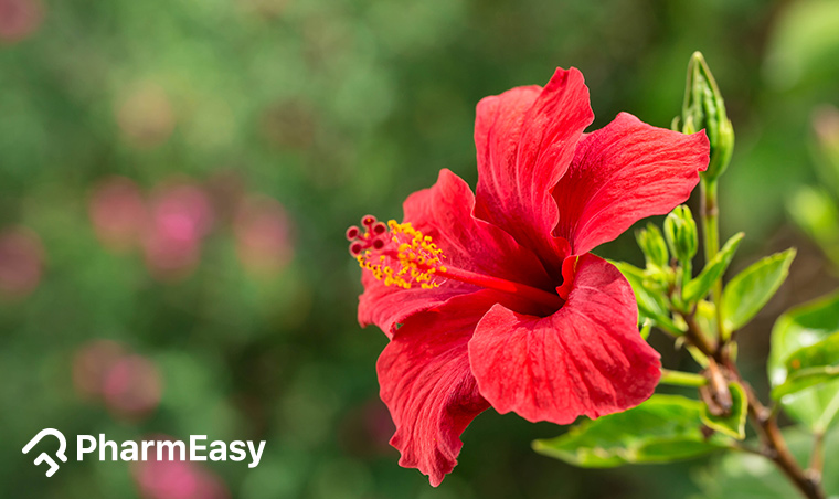 Hibiscus: Uses, Benefits, Side Effects, And More! - PharmEasy Blog