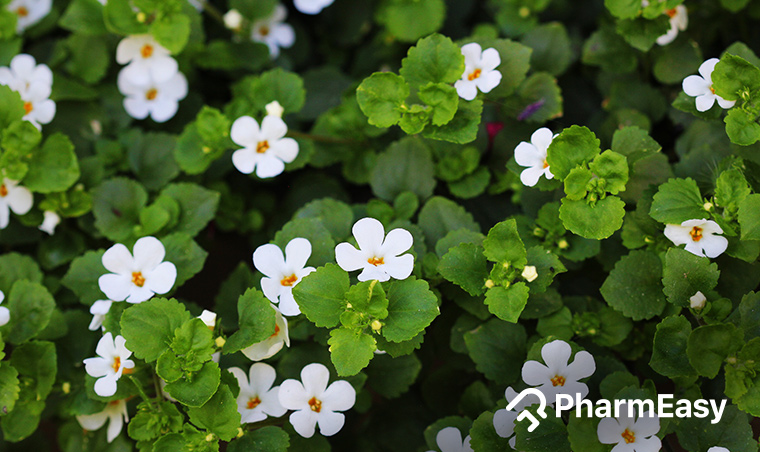 Brahmi: Uses, Benefits, Side Effects, and more! - PharmEasy Blog