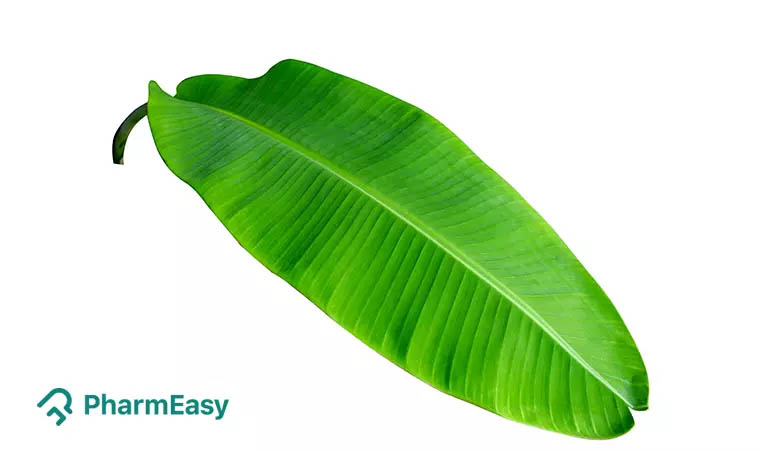 Banana Leaf: Uses, Benefits, Side Effects By Dr. Smita Barode