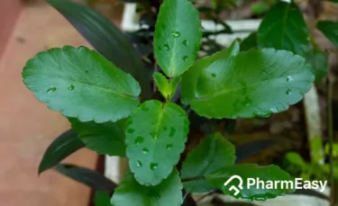 patharchatta plant benefits