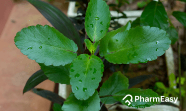 patharchatta plant benefits
