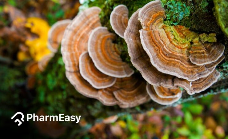 benefits of turkey tail mushroom