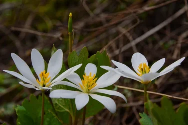 bloodroot herb