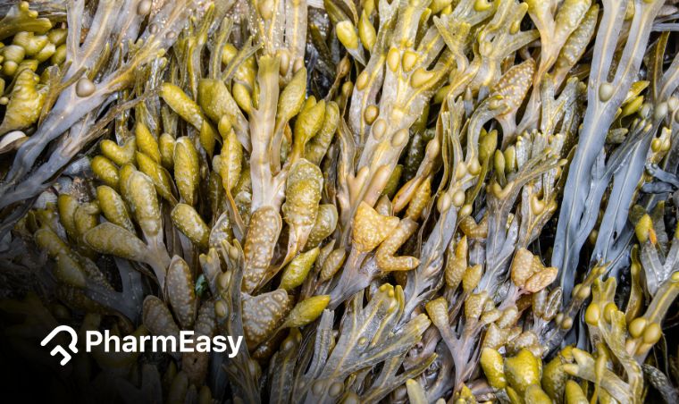Bladderwrack: Discovering Its Research-Based Health Benefits