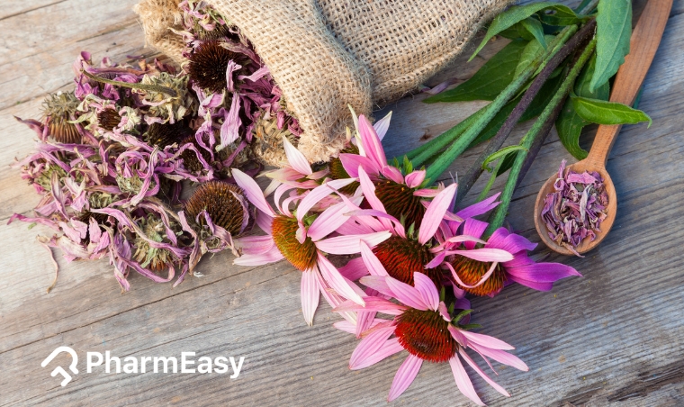 Echinacea: Uses, Benefits, Side Effects & More! 