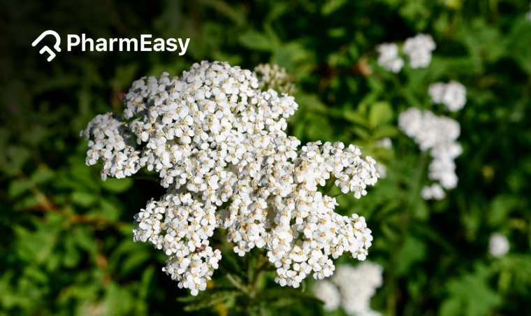 Yarrow Benefits: Understanding Its Research-Backed Healing Powers