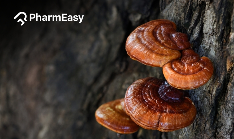 Reishi Mushroom Benefits: A Deep Dive into Ancient and Modern Research