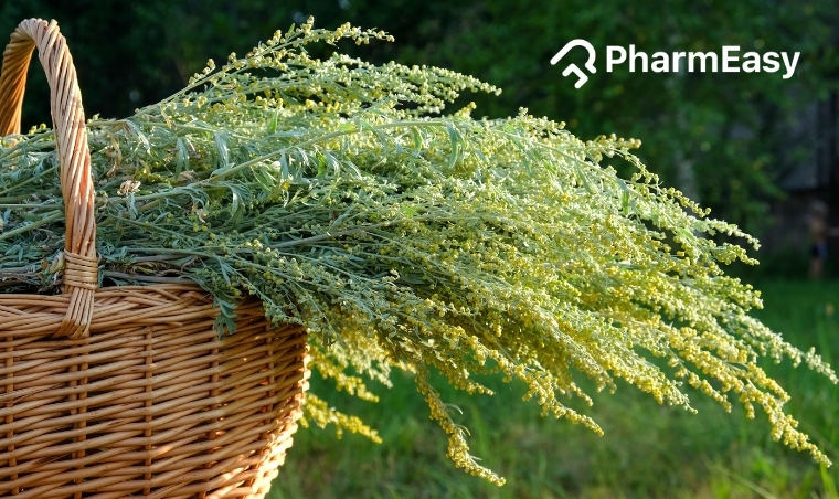 Wormwood: Unraveling the History, Benefits, and Uses Based on Research