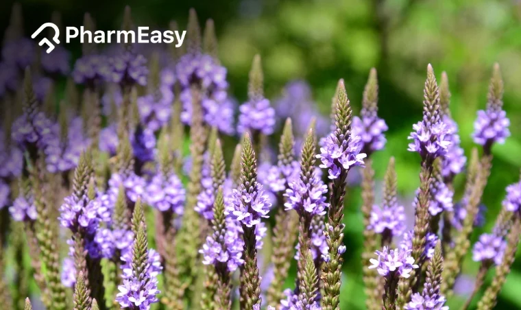 Blue Vervain: Benefits, Uses, Side Effects & More! 