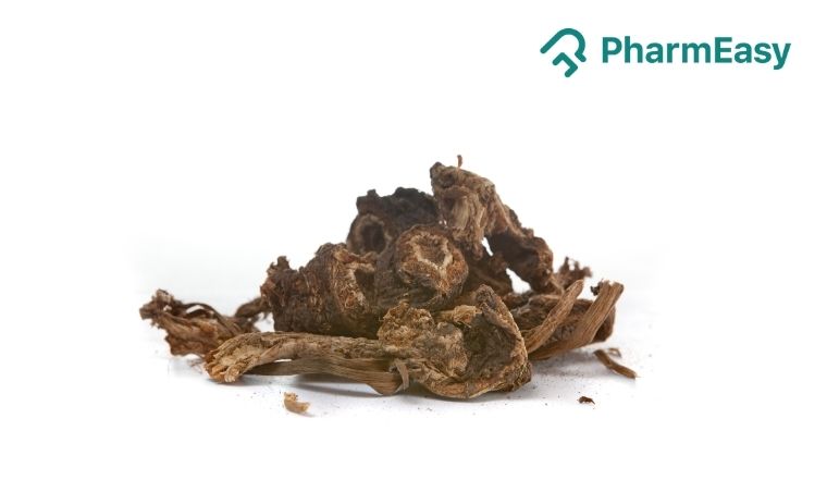 Osha Root: Benefits, Uses, Side Effects & More! 