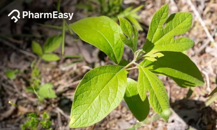Sassafras Tea: Health Benefits and How it Can Help You