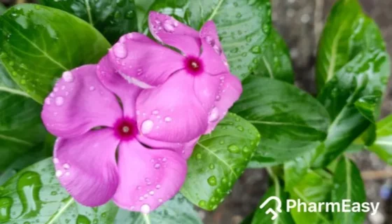 Benefits of Sadabahar