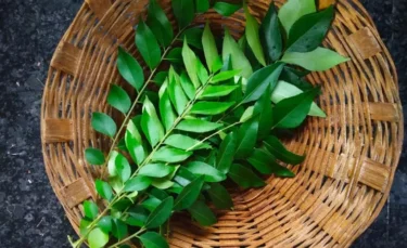 curry leaves